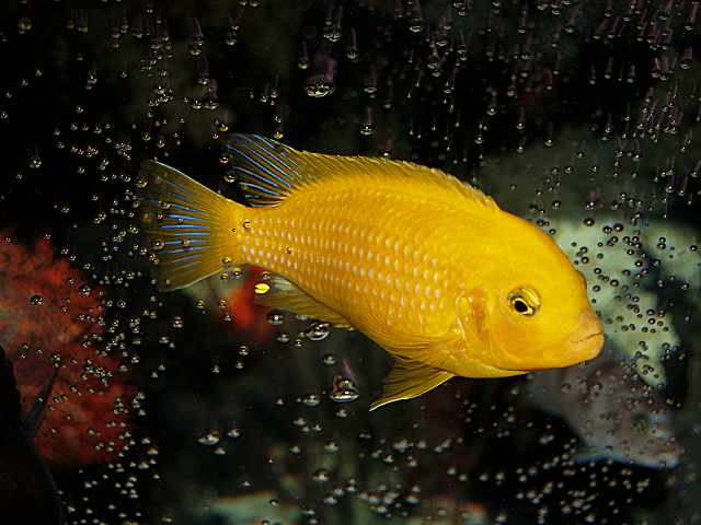 Africká cichlida