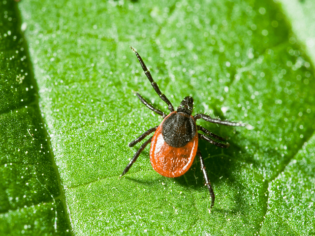 Ixodes Ricinus prichytený na liste