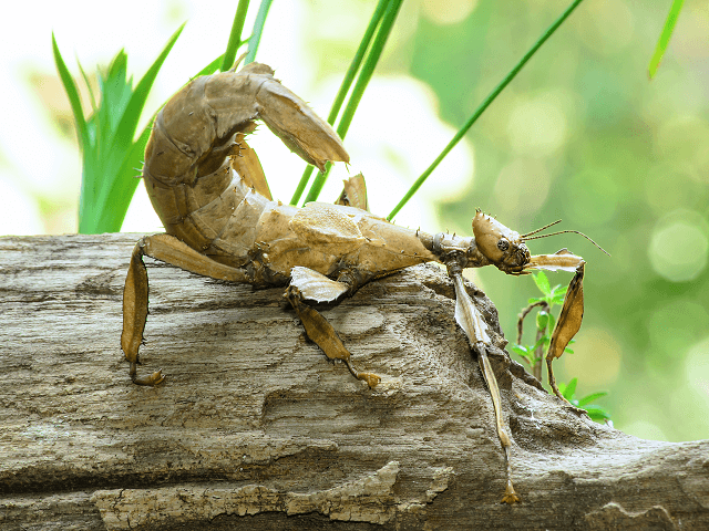 Strašilka Extatosoma tiaratum