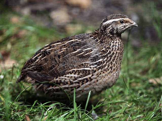 Japonská prepelica, lat. Coturnix japonica
