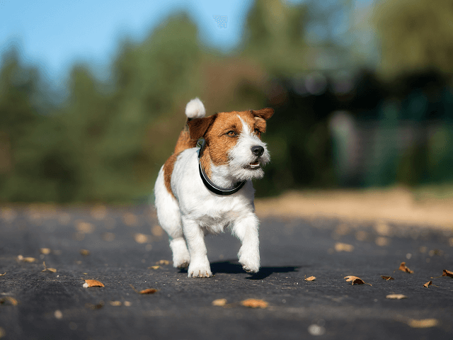 Jack russell terriér na ulici