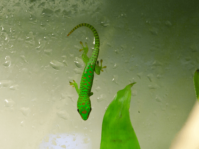 Felzuma madagaskarská v teráriu
