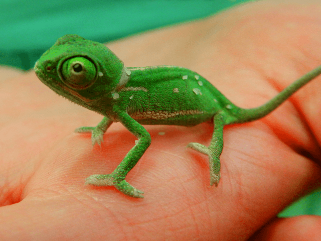 Mláďa chameleóna jemenského