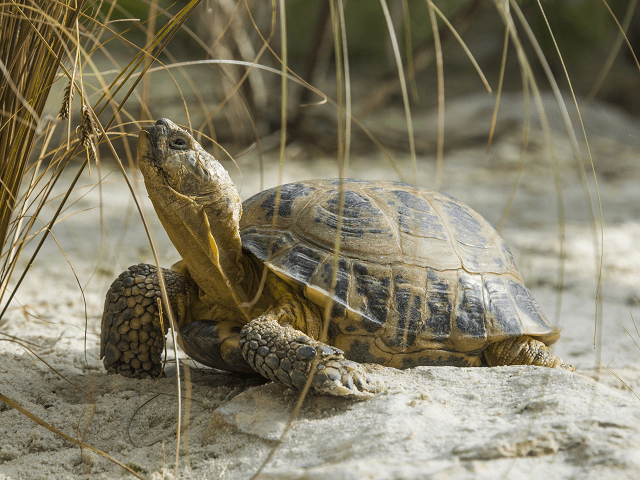 Korytnačka stepná, lat. Testudo horsfieldii