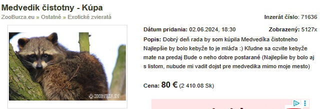 Inzerát s dopytom po medvedíkovi čistotnom