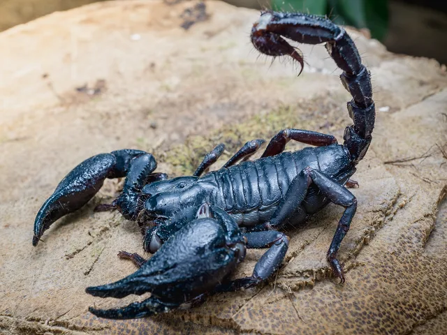 Škorpión obrovský (Pandinus imperator) v teráriu